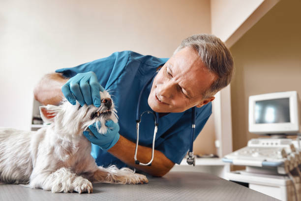 Best After-Hours Dental Care in Lam, AR